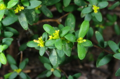 Pimelea hewardiana