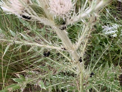 Bombus appositus