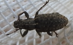 Sitona californius