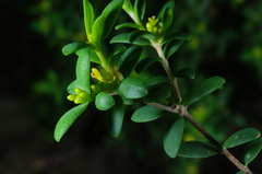 Pimelea hewardiana