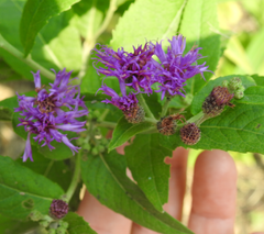 Vernonia baldwinii