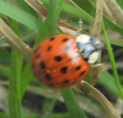Harmonia axyridis