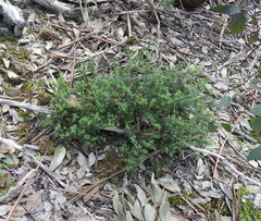 Pimelea hewardiana