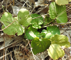 Geum canadense