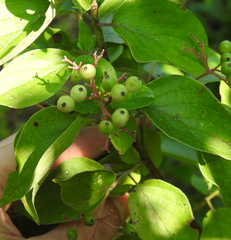 Cornus drummondii