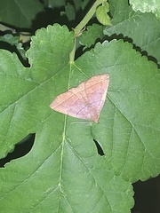 Zanclognatha obscuripennis