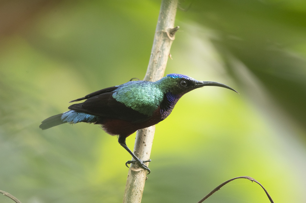 Superb Sunbird photo