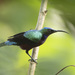 Superb Sunbird - Photo (c) Niall Perrins, some rights reserved (CC BY-NC), uploaded by Niall Perrins