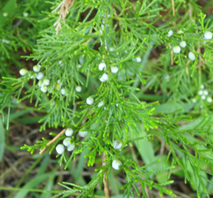 Juniperus virginiana