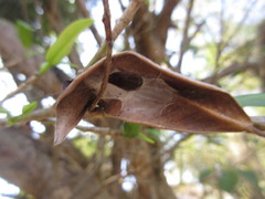 Phonognatha