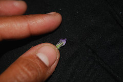 Gentianella propinqua propinqua