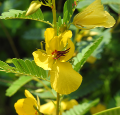Chamaecrista fasciculata