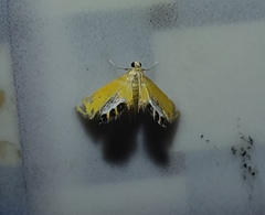 Nymphicula trimacula