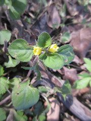 Lysimachia japonica