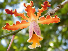 Myrmecophila tibicinis