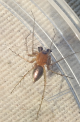 Oxyopes salticus
