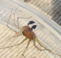 Oxyopes salticus