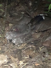 Nyctiphrynus ocellatus