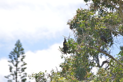 Columba vitiensis hypoenochroa
