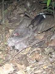 Nyctiphrynus ocellatus