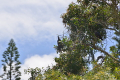 Columba vitiensis hypoenochroa