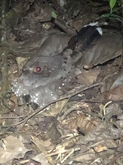 Nyctiphrynus ocellatus