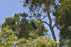 Columba vitiensis hypoenochroa