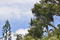 Columba vitiensis hypoenochroa