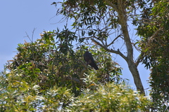 Columba vitiensis hypoenochroa