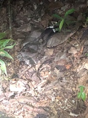 Nyctiphrynus ocellatus