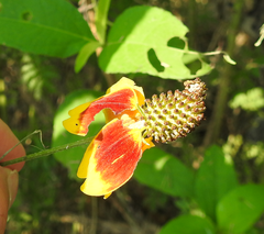 Ratibida columnifera