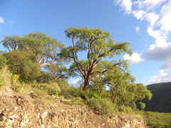 Burseraceae
