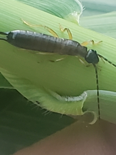 Spine-tailed Earwig photo 5