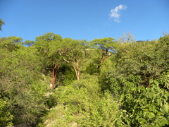 Burseraceae