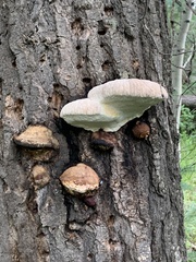 Fomitopsis schrenkii