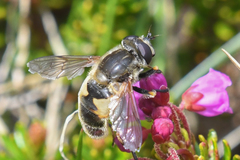 Helophilus lapponicus