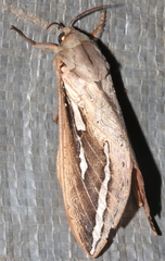 Abantiades labyrinthicus