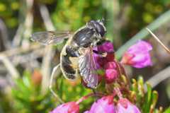 Helophilus lapponicus