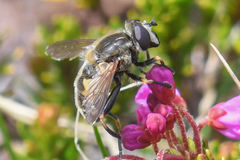 Helophilus lapponicus