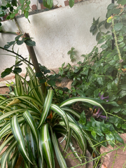 Chlorophytum comosum