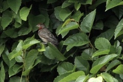 Haemorhous mexicanus