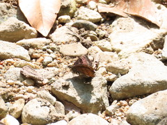 Erynnis brizo