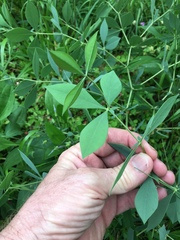 Baptisia bracteata