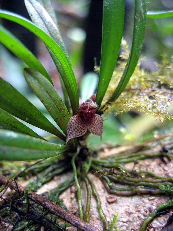 Dryadella