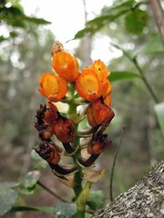 Elleanthus aurantiacus