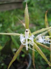 Epidendrum ciliare