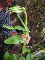 Epidendrum ciliare