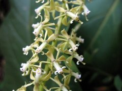 Epidendrum cylindraceum