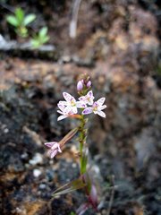 Epidendrum fimbriatum