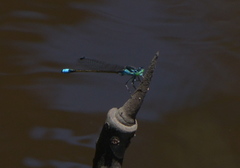 Ischnura heterosticta
